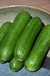 Straight Eight Cucumber (Cucumis sativus 'Straight Eight') at The Green Spot Home & Garden