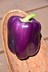 Purple Beauty Pepper (Capsicum annuum 'Purple Beauty') at The Green Spot Home & Garden