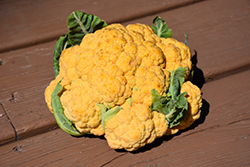 Cheddar Cauliflower (Brassica oleracea var. botrytis 'Cheddar') at The Green Spot Home & Garden