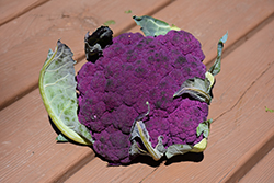 Graffiti Cauliflower (Brassica oleracea var. botrytis 'Graffiti') at The Green Spot Home & Garden