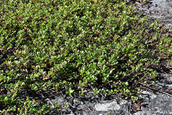 Bearberry (Arctostaphylos uva-ursi) at The Green Spot Home & Garden