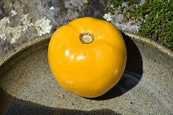 Lemon Boy Tomato (Solanum lycopersicum 'Lemon Boy') at The Green Spot Home & Garden