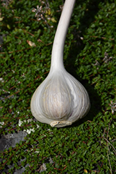 Garlic (Allium sativum) at The Green Spot Home & Garden