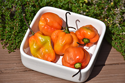 Habanero Orange Pepper (Capsicum chinense 'Habanero Orange') at The Green Spot Home & Garden