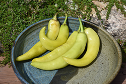 Sweet Banana Pepper (Capsicum annuum 'Sweet Banana') at The Green Spot Home & Garden