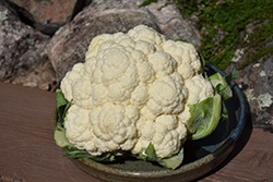 Snow Crown Cauliflower (Brassica oleracea var. botrytis 'Skywalker') at The Green Spot Home & Garden