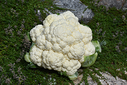 Minuteman Cauliflower (Brassica oleracea var. botrytis 'Minuteman') at The Green Spot Home & Garden