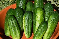 Pioneer Cucumber (Cucumis sativus 'Pioneer') at The Green Spot Home & Garden