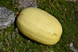 Vegetable Spaghetti Squash (Cucurbita pepo var. fastigiata) at The Green Spot Home & Garden