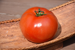 Better Bush Tomato (Solanum lycopersicum 'Better Bush') at The Green Spot Home & Garden