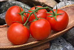 Better Bush Tomato (Solanum lycopersicum 'Better Bush') at The Green Spot Home & Garden