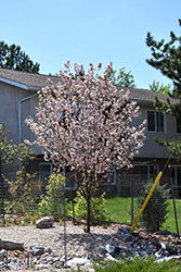 Courageous Flowering Crab (Malus 'DurLawrence') at The Green Spot Home & Garden