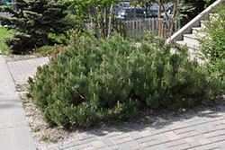 Dwarf Mugo Pine (Pinus mugo var. pumilio) at The Green Spot Home & Garden