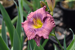 Lavender Blue Baby Daylily (Hemerocallis 'Lavender Blue Baby') at The Green Spot Home & Garden