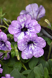 Headliner Crystal Sky Petunia (Petunia 'KLEPH20411') at The Green Spot Home & Garden