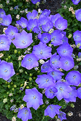 Rapido Blue Bellflower (Campanula carpatica 'Rapido Blue') at The Green Spot Home & Garden