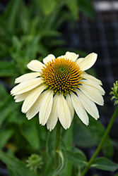 Mellow Yellows Coneflower (Echinacea purpurea 'Mellow Yellows') at The Green Spot Home & Garden