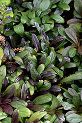 Feathered Friends Noble Nightingale Bugleweed (Ajuga 'Noble Nightingale') at The Green Spot Home & Garden