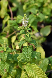 Mojito Mint (Mentha x villosa 'Mojito') at The Green Spot Home & Garden