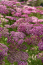 New Vintage Violet Yarrow (Achillea millefolium 'Balvinolet') at The Green Spot Home & Garden