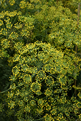 Fernleaf Dill (Anethum graveolens 'Fernleaf') at The Green Spot Home & Garden