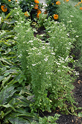 Santo Cilantro (Coriandrum sativum 'Santo') at The Green Spot Home & Garden