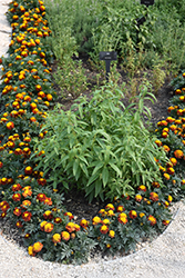 Lemon Verbena (Aloysia citriodora) at The Green Spot Home & Garden