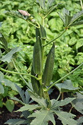 Clemson Spineless Okra (Abelmoschus esculentus 'Clemson Spineless') at The Green Spot Home & Garden