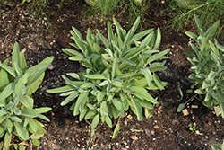 Common Sage (Salvia officinalis) at The Green Spot Home & Garden