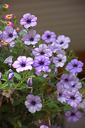 Headliner Crystal Sky Petunia (Petunia 'KLEPH20411') at The Green Spot Home & Garden