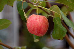 Rescue Apple-Crab (Malus 'Rescue') at The Green Spot Home & Garden