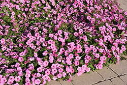 Easy Wave Pink Passion Petunia (Petunia 'Easy Wave Pink Passion') at The Green Spot Home & Garden