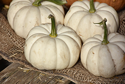 Casperita Pumpkin (Cucurbita pepo 'Casperita') at The Green Spot Home & Garden