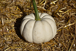 Casperita Pumpkin (Cucurbita pepo 'Casperita') at The Green Spot Home & Garden