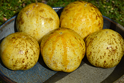 Lemon Apple Cucumber (Cucumis sativus 'Lemon Apple') at The Green Spot Home & Garden