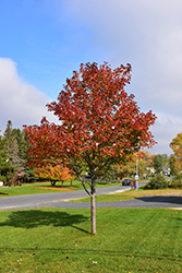 Northwood Red Maple (Acer rubrum 'Northwood') at The Green Spot Home & Garden