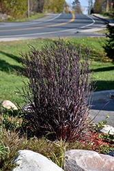 Blackhawks Bluestem (Andropogon gerardii 'Blackhawks') at The Green Spot Home & Garden