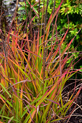 Flame Grass (Miscanthus sinensis 'Purpurascens') at The Green Spot Home & Garden
