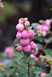 Marleen Pink Snowberry (Symphoricarpos x doorenbosii 'Marleen') at The Green Spot Home & Garden