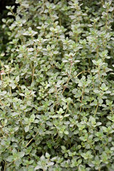 Silver Edge Thyme (Thymus vulgaris 'Silver Edge') at The Green Spot Home & Garden