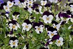 Sorbet XP White Jump Up Pansy (Viola 'Sorbet XP White Jump Up') at The Green Spot Home & Garden