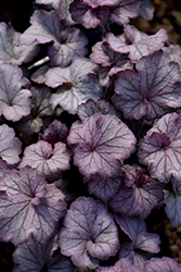 Northern Exposure Silver Coral Bells (Heuchera 'TNHEUNES') at The Green Spot Home & Garden