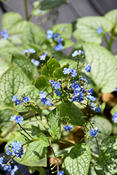 Jack of Diamonds Bugloss (Brunnera macrophylla 'Jack of Diamonds') at The Green Spot Home & Garden