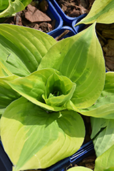 Summer Lovin' Hosta (Hosta 'Summer Lovin'') at The Green Spot Home & Garden