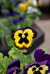 Matrix Yellow Purple Wing Pansy (Viola 'PAS1122755') at The Green Spot Home & Garden