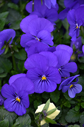 Sorbet XP True Blue Pansy (Viola 'PAS786651') at The Green Spot Home & Garden