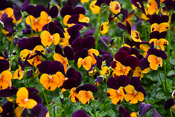 Sorbet XP Orange Jump Up Pansy (Viola 'Sorbet XP Orange Jump Up') at The Green Spot Home & Garden