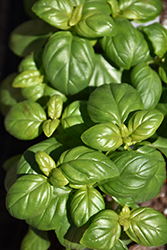 Everleaf Emerald Towers Basil (Ocimum basilicum 'Emerald Towers') at The Green Spot Home & Garden