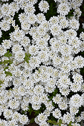 Snowflake Candytuft (Iberis sempervirens 'Snowflake') at The Green Spot Home & Garden