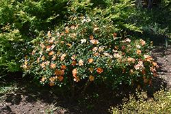 Oso Easy Paprika Rose (Rosa 'ChewMayTime') at The Green Spot Home & Garden
